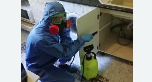 Уничтожение муравьев в квартире. Кандалакша