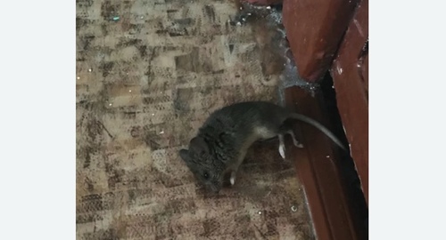 Дезинфекция от мышей в Кандалакше