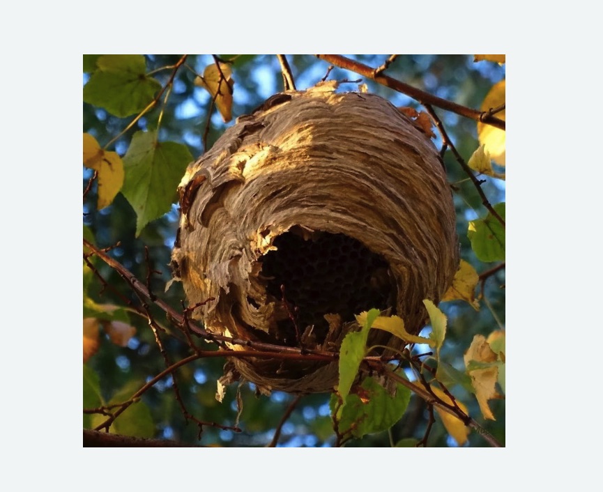 Обработка от шершней в Кандалакше