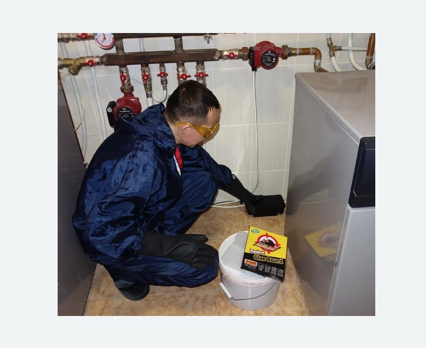 Уничтожение крыс в Кандалакше