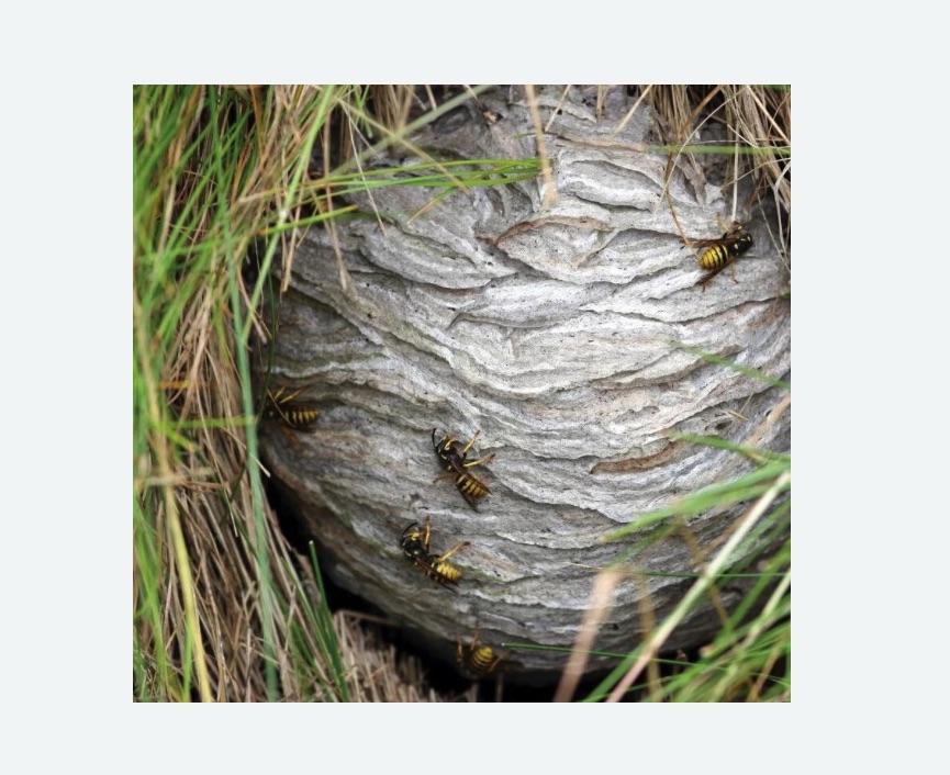 Уничтожение ос и ульев в Кандалакше